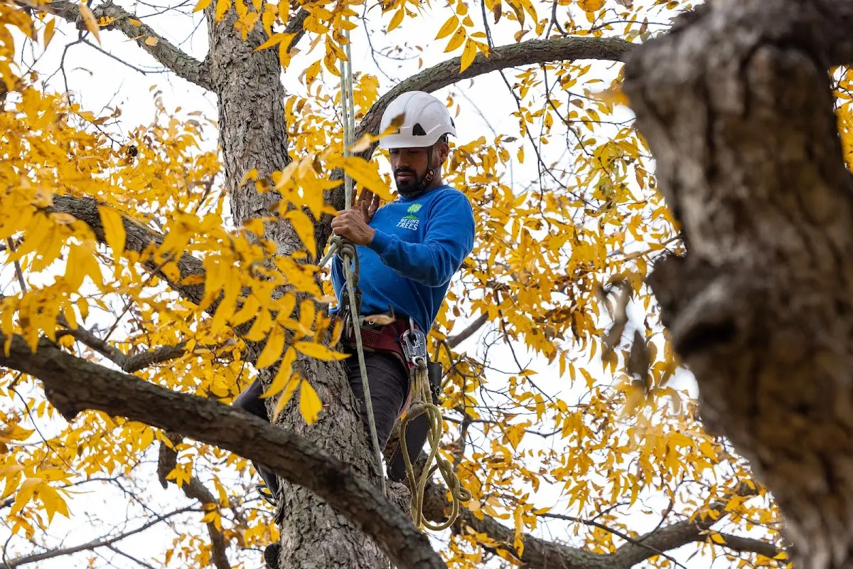 Skilled Tree Pruning crew working in Milton