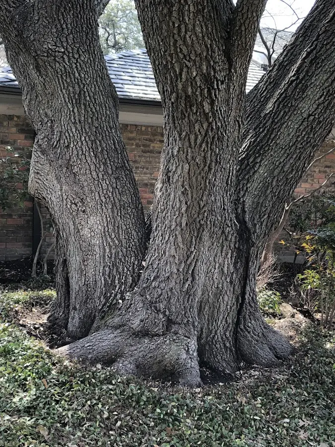Mature heritage tree close to a Milton property cared for by certified arborists